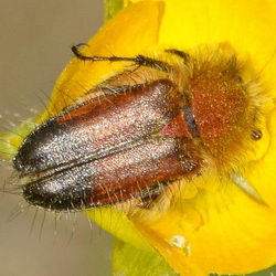 Pygopleurus apicalis